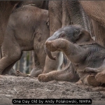 One Day Old by Andy Polakowski, NWPA