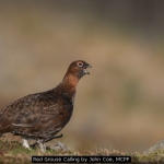 Red Grouse Calling by John Coe, MCPF