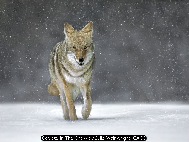 Coyote In The Snow by Julia Wainwright, CACC