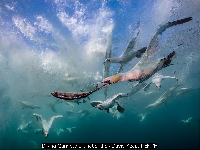 Diving Gannets 2 Shetland by David Keep, NEMPF