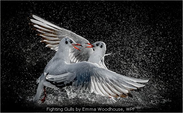 Fighting Gulls by Emma Woodhouse, WPF
