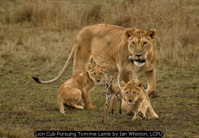 Lion Cub Pursuing Tommie Lamb by Ian Whiston, LCPU