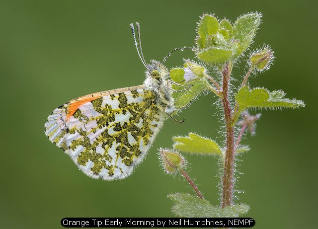 Orange Tip Early Morning by Neil Humphries, NEMPF