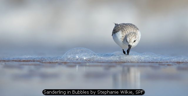 Sanderling in Bubbles by Stephanie Wilkie, SPF