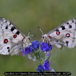 Apollos on Vipers Bugloss by Maurice Pugh, WCPF