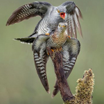 Common Cuckoos Mating by Jamie MacArthur, NEMPF