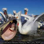 Dalmation Pelicans Fishing by Mike Lane, MCPF