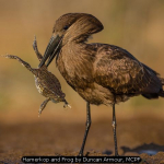 Hamerkop and Frog by Duncan Armour, MCPF