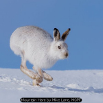 Mountain Hare by Mike Lane, MCPF