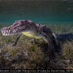 Saltwater Crocodile Mangroves of Cuba by David Keep, NEMPF