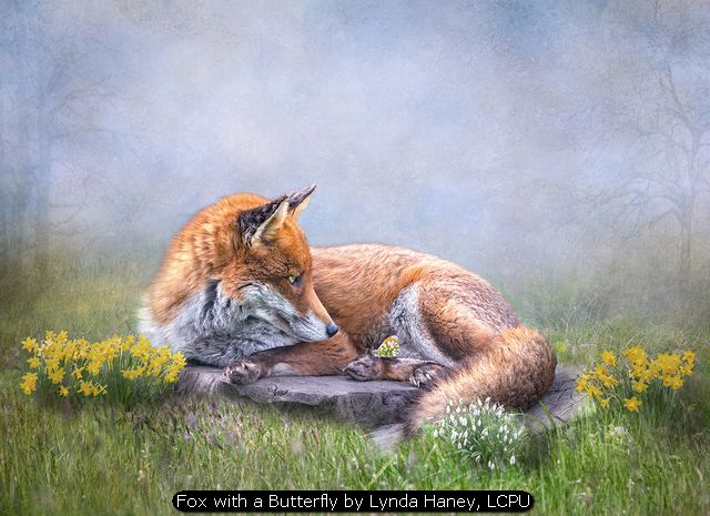 Fox with a Butterfly by Lynda Haney, LCPU