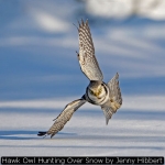 Hawk Owl Hunting Over Snow by Jenny Hibbert