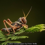 Lubber Grasshopper by Peter Wells
