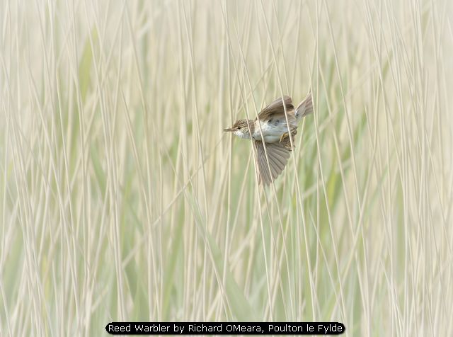 Reed Warbler by Richard OMeara, Poulton le Fylde