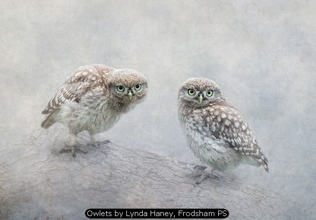 Owlets by Lynda Haney, Frodsham PS