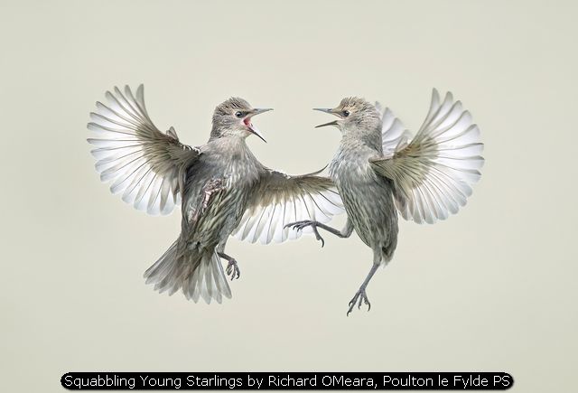 Squabbling Young Starlings by Richard OMeara, Poulton le Fylde P