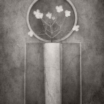 Hydrangea Shapes by Dianne Owen, SRGB PG