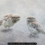 Owlets by Lynda Haney, Frodsham PS
