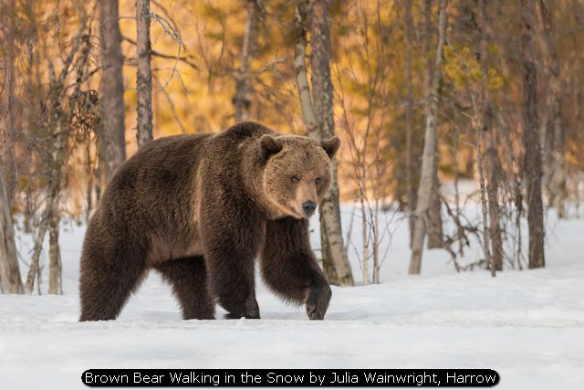 Brown Bear Walking in the Snow by Julia Wainwright, Harrow