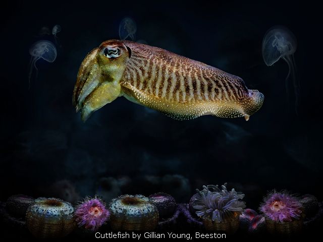 Cuttlefish by Gillian Young, Beeston