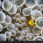 Clownfish in bubble anemone by Gill OMeara, Poulton le Fylde